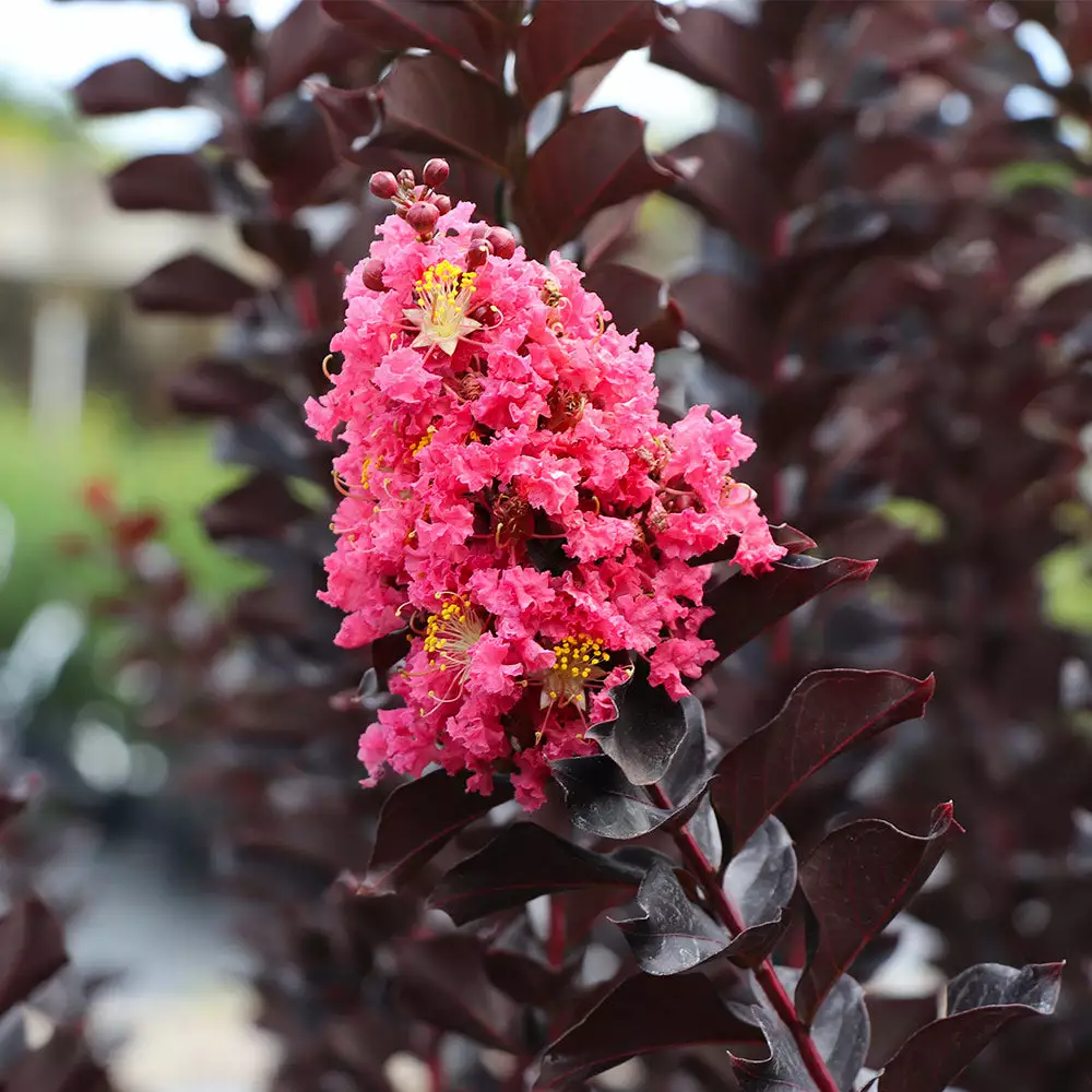 Fast Growing Trees Crape Myrtles Thunderstruck™ Coral Boom™ Crape Myrtle Tree 4 Fast Growing Trees Crape Myrtles Thunderstruck™ Coral Boom™ Crape Myrtle Tree