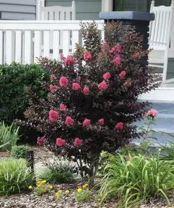 Fast Growing Trees Crape Myrtles Thunderstruck™ Coral Boom™ Crape Myrtle Tree 8 Fast Growing Trees Crape Myrtles Thunderstruck™ Coral Boom™ Crape Myrtle Tree