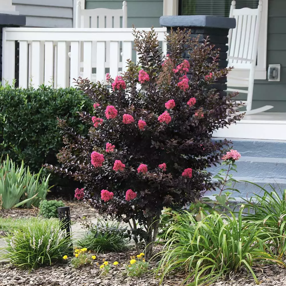 Fast Growing Trees Crape Myrtles Thunderstruck™ Coral Boom™ Crape Myrtle Tree 5 Fast Growing Trees Crape Myrtles Thunderstruck™ Coral Boom™ Crape Myrtle Tree