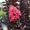 Fast Growing Trees Crape Myrtles Thunderstruck™ Coral Boom™ Crape Myrtle Tree 1 Fast Growing Trees Crape Myrtles Thunderstruck™ Coral Boom™ Crape Myrtle Tree