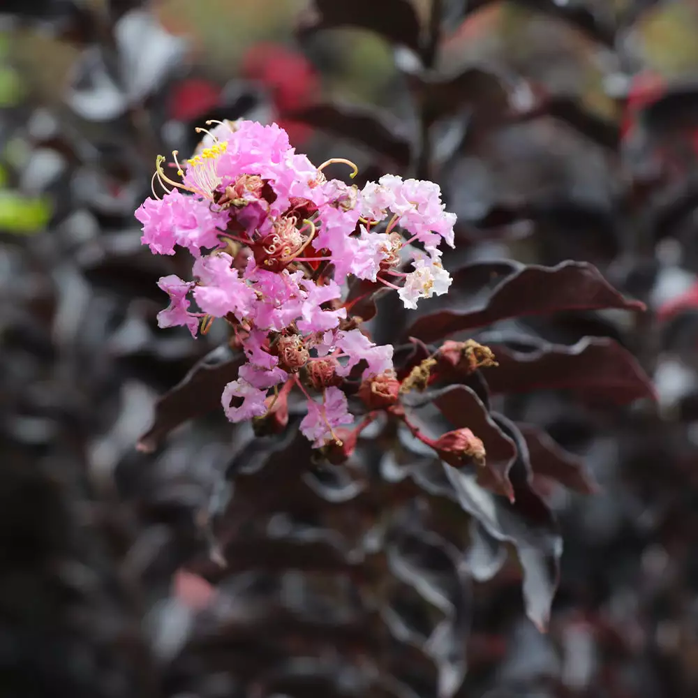 Fast Growing Trees Crape Myrtles Thunderstruck™ Lavender Blast™ Crape Myrtle Tree 4 Fast Growing Trees Crape Myrtles Thunderstruck™ Lavender Blast™ Crape Myrtle Tree