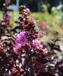 Fast Growing Trees Crape Myrtles Thunderstruck™ Lavender Blast™ Crape Myrtle Tree 7 Fast Growing Trees Crape Myrtles Thunderstruck™ Lavender Blast™ Crape Myrtle Tree