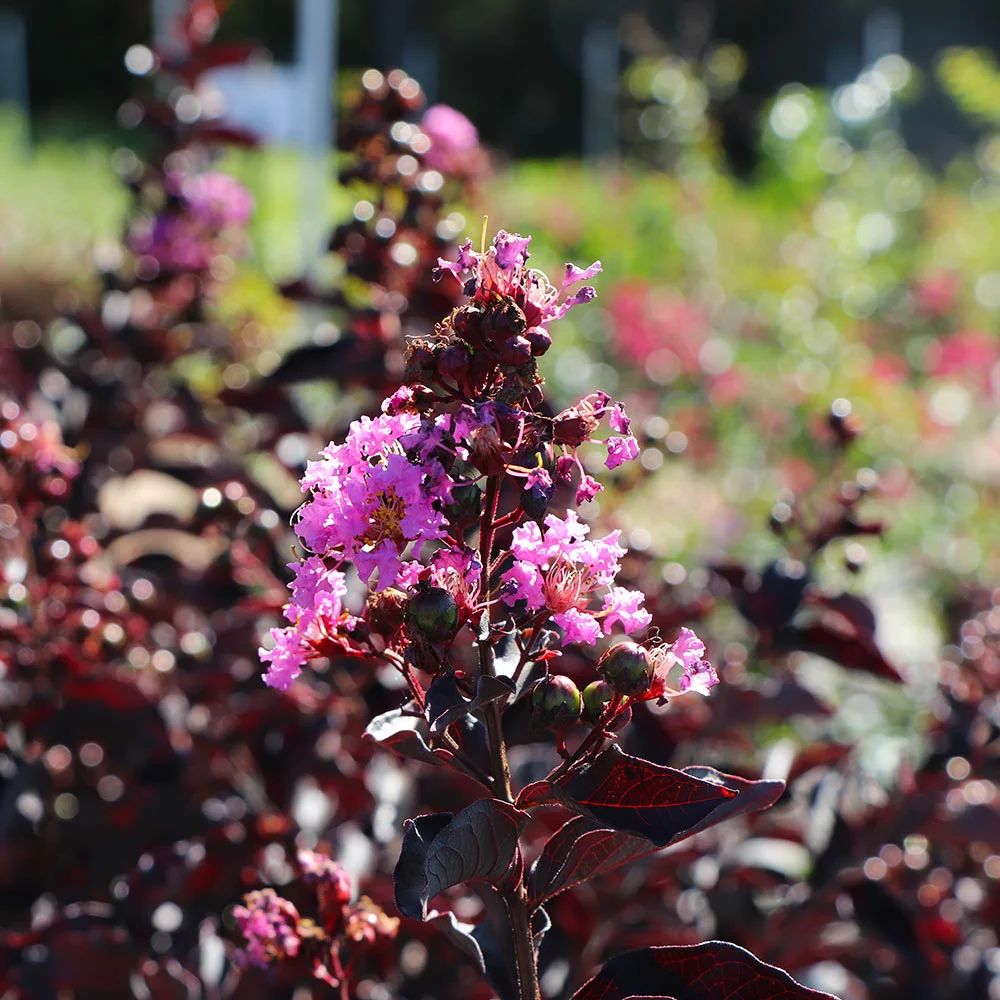 Fast Growing Trees Crape Myrtles Thunderstruck™ Lavender Blast™ Crape Myrtle Tree 5 Fast Growing Trees Crape Myrtles Thunderstruck™ Lavender Blast™ Crape Myrtle Tree