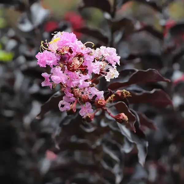 Fast Growing Trees Crape Myrtles Thunderstruck™ Lavender Blast™ Crape Myrtle Tree 3 Fast Growing Trees Crape Myrtles Thunderstruck™ Lavender Blast™ Crape Myrtle Tree