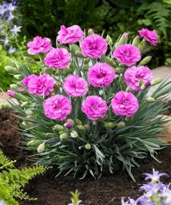 Fast Growing Trees Scent First® Tickled Pink Dianthus Plant See All Shrubs & Hedges