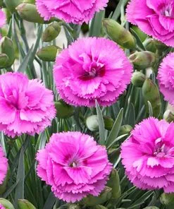 Fast Growing Trees Scent First® Tickled Pink Dianthus Plant See All Shrubs & Hedges 8 Fast Growing Trees Scent First® Tickled Pink Dianthus Plant See All Shrubs & Hedges