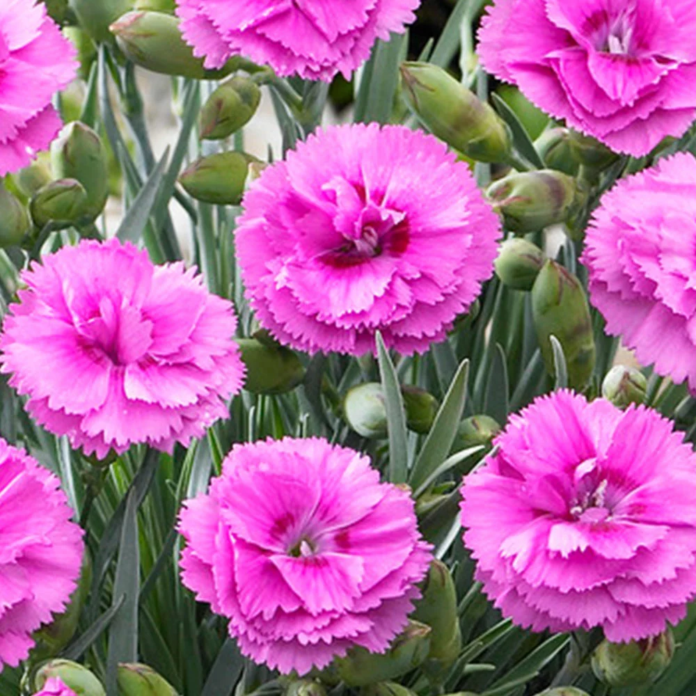 Fast Growing Trees Scent First® Tickled Pink Dianthus Plant See All Shrubs & Hedges 5 Fast Growing Trees Scent First® Tickled Pink Dianthus Plant See All Shrubs & Hedges