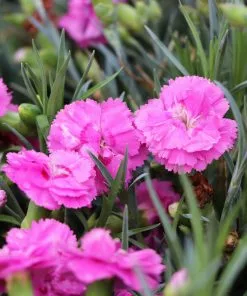 Fast Growing Trees Scent First® Tickled Pink Dianthus Plant See All Shrubs & Hedges 9 Fast Growing Trees Scent First® Tickled Pink Dianthus Plant See All Shrubs & Hedges