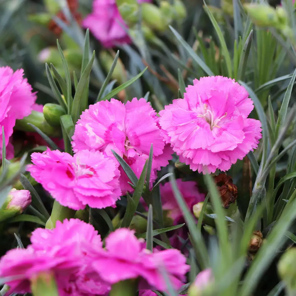 Fast Growing Trees Scent First® Tickled Pink Dianthus Plant See All Shrubs & Hedges 6 Fast Growing Trees Scent First® Tickled Pink Dianthus Plant See All Shrubs & Hedges
