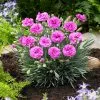 Fast Growing Trees Scent First® Tickled Pink Dianthus Plant See All Shrubs & Hedges 2 Fast Growing Trees Scent First® Tickled Pink Dianthus Plant See All Shrubs & Hedges