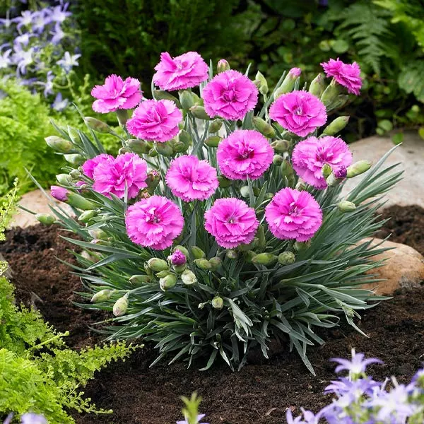 Fast Growing Trees Scent First® Tickled Pink Dianthus Plant See All Shrubs & Hedges 3 Fast Growing Trees Scent First® Tickled Pink Dianthus Plant See All Shrubs & Hedges