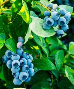 Fast Growing Trees Blueberry Bushes Tifblue Blueberry Bush 10 Fast Growing Trees Blueberry Bushes Tifblue Blueberry Bush