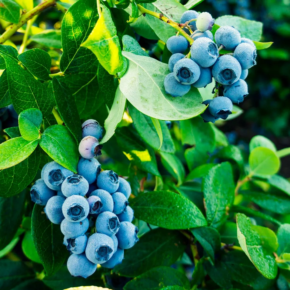 Fast Growing Trees Blueberry Bushes Tifblue Blueberry Bush 5 Fast Growing Trees Blueberry Bushes Tifblue Blueberry Bush