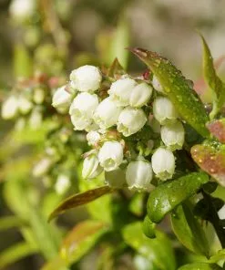 Fast Growing Trees Blueberry Bushes Tifblue Blueberry Bush 11 Fast Growing Trees Blueberry Bushes Tifblue Blueberry Bush