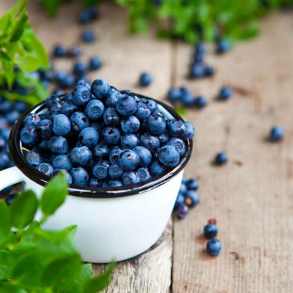 Fast Growing Trees Tifblue Blueberry - USDA Organic 4 Fast Growing Trees Tifblue Blueberry - USDA Organic