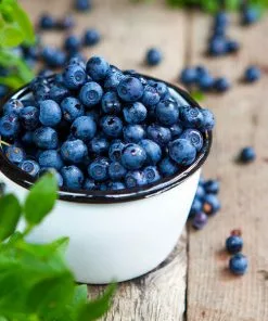 Fast Growing Trees Blueberry Bushes Tifblue Blueberry Bush