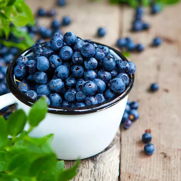 Fast Growing Trees Tifblue Blueberry - USDA Organic 3 Fast Growing Trees Tifblue Blueberry - USDA Organic