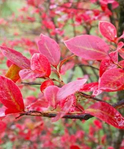 Fast Growing Trees Tifblue Blueberry - USDA Organic 13 Fast Growing Trees Tifblue Blueberry - USDA Organic