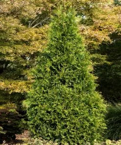 Fast Growing Trees Arborvitae Trees Tiny Tower® Thuja