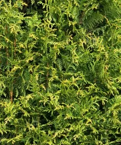 Fast Growing Trees Arborvitae Trees Tiny Tower® Thuja