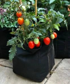 Fast Growing Trees Shop Indoor & Patio Fruit Patio Tomato Garden 9 Fast Growing Trees Shop Indoor & Patio Fruit Patio Tomato Garden