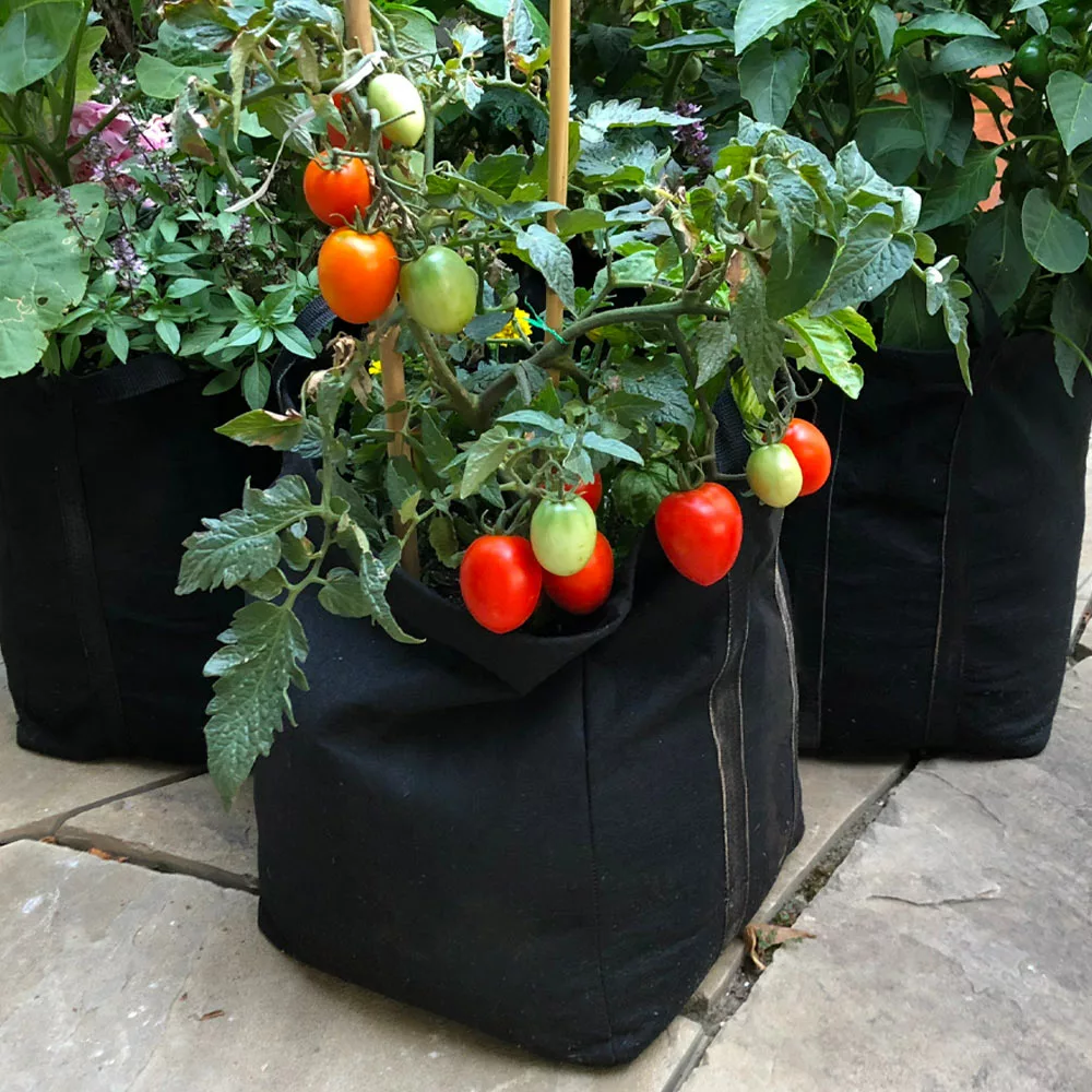 Fast Growing Trees Shop Indoor & Patio Fruit Patio Tomato Garden 5 Fast Growing Trees Shop Indoor & Patio Fruit Patio Tomato Garden