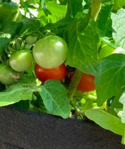 Fast Growing Trees Shop Indoor & Patio Fruit Patio Tomato Garden 10 Fast Growing Trees Shop Indoor & Patio Fruit Patio Tomato Garden