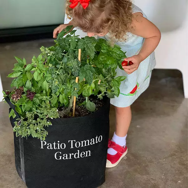 Fast Growing Trees Shop Indoor & Patio Fruit Patio Tomato Garden 3 Fast Growing Trees Shop Indoor & Patio Fruit Patio Tomato Garden