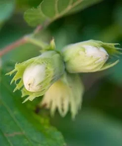 Fast Growing Trees Nut Trees Tonda Di Giffoni Filbert 8 Fast Growing Trees Nut Trees Tonda Di Giffoni Filbert