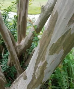 Fast Growing Trees Tonto Crape Myrtle Tree 12 Fast Growing Trees Tonto Crape Myrtle Tree