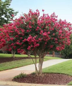 Fast Growing Trees Tonto Crape Myrtle Tree 10 Fast Growing Trees Tonto Crape Myrtle Tree