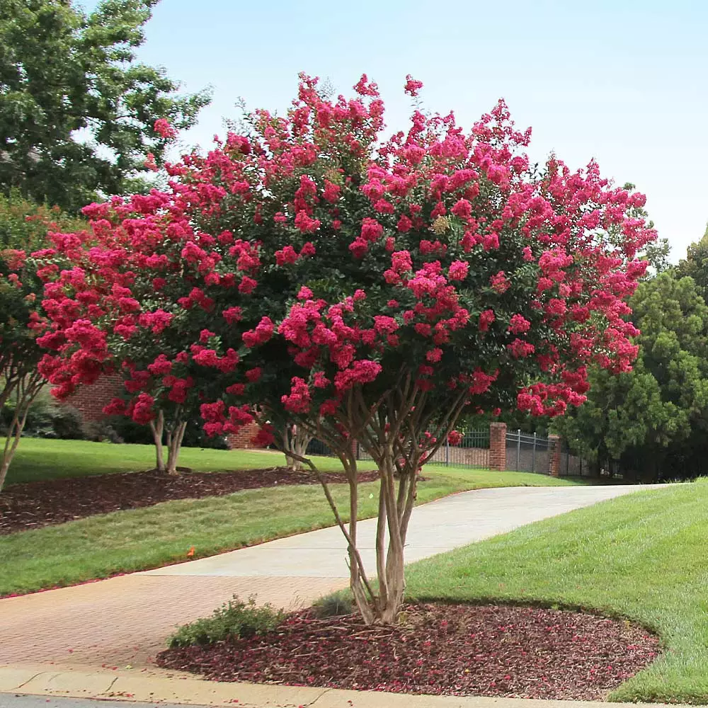 Fast Growing Trees Tonto Crape Myrtle Tree 5 Fast Growing Trees Tonto Crape Myrtle Tree