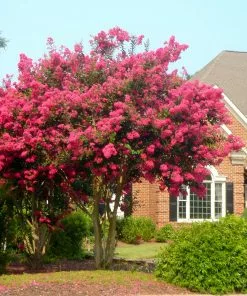 Fast Growing Trees Tonto Crape Myrtle Tree
