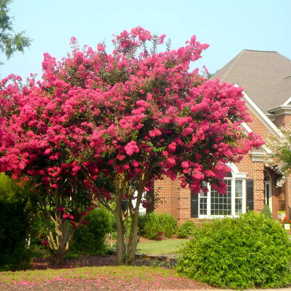 Fast Growing Trees Tonto Crape Myrtle Tree 4 Fast Growing Trees Tonto Crape Myrtle Tree