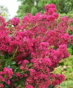 Fast Growing Trees Tonto Crape Myrtle Tree 11 Fast Growing Trees Tonto Crape Myrtle Tree