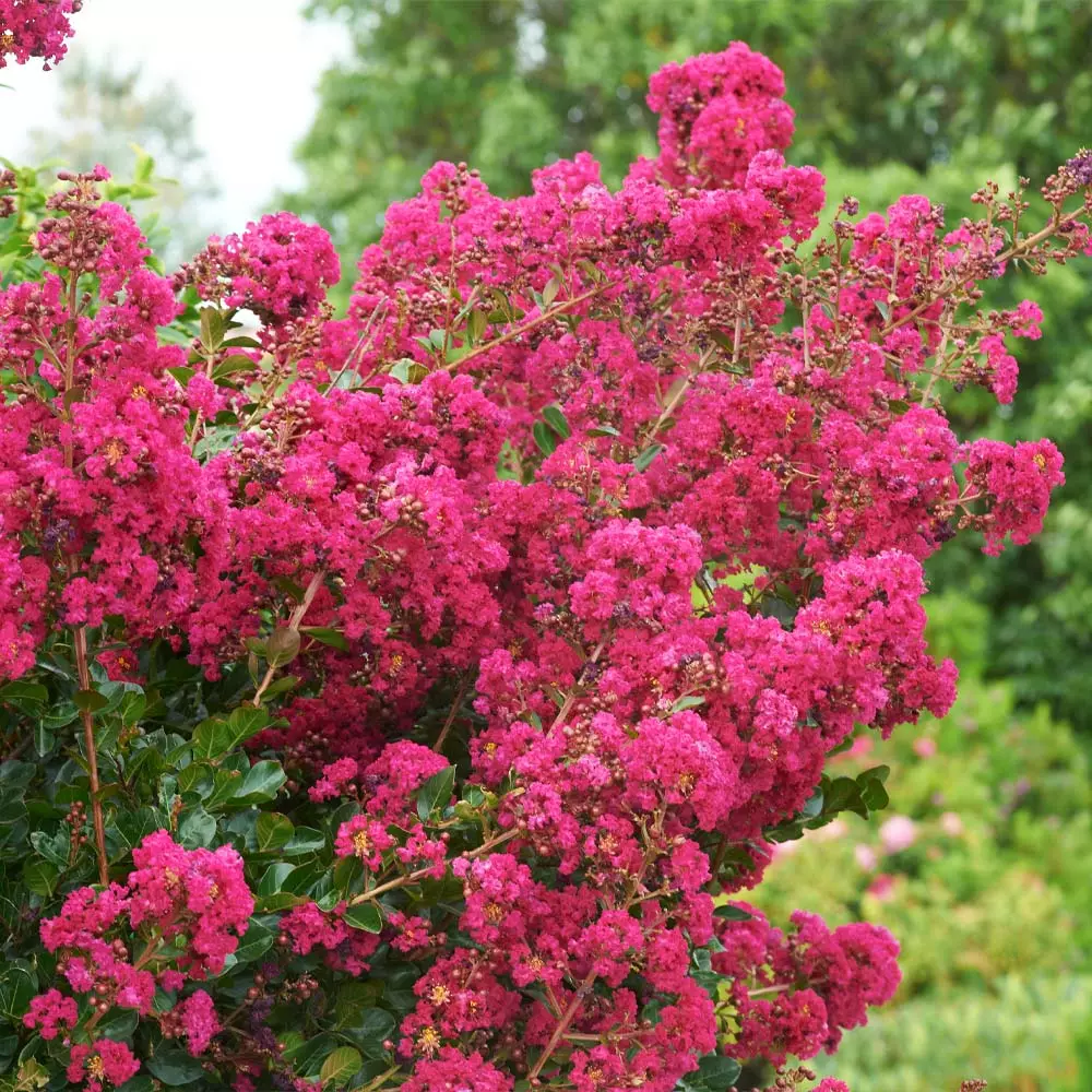 Fast Growing Trees Tonto Crape Myrtle Tree 6 Fast Growing Trees Tonto Crape Myrtle Tree