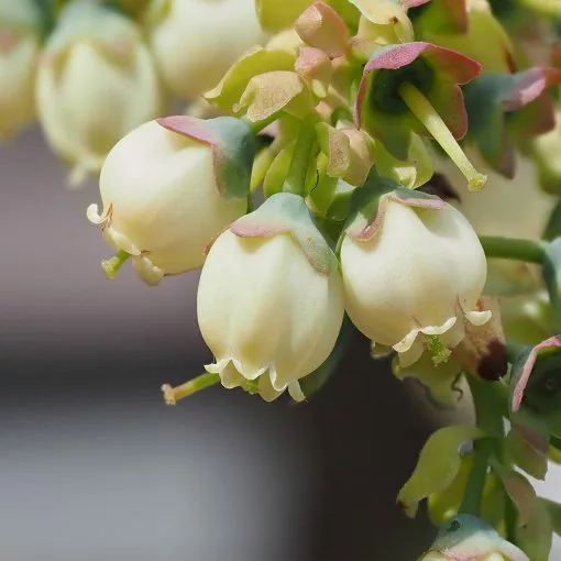 FastGrowingTrees Sales Buy Multifunction Fast Growing Trees