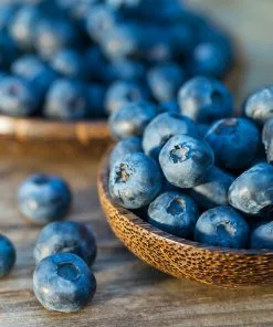 Fast Growing Trees Blueberry Bushes Top Hat Blueberry Bush