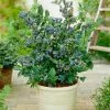 Fast Growing Trees Blueberry Bushes Top Hat Blueberry Bush