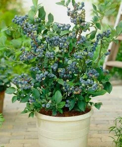 Fast Growing Trees Blueberry Bushes Top Hat Blueberry Bush