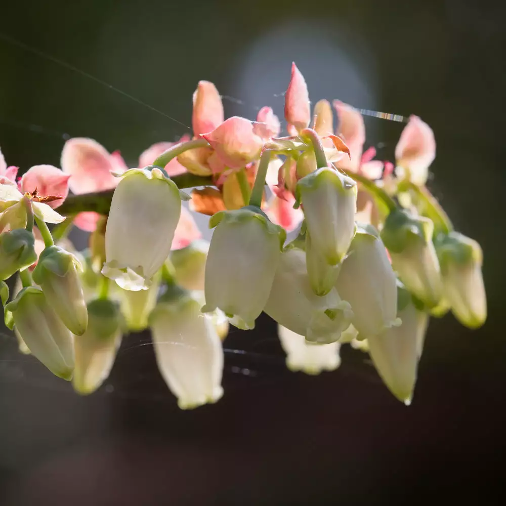 Fast Growing Trees Blueberry Bushes Toro Blueberry Bush 5 Fast Growing Trees Blueberry Bushes Toro Blueberry Bush