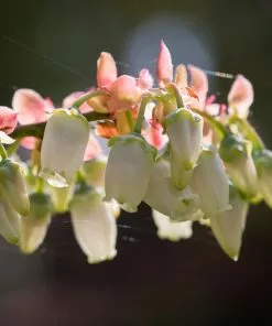 Fast Growing Trees Blueberry Bushes Toro Blueberry Bush - USDA Organic 14 Fast Growing Trees Blueberry Bushes Toro Blueberry Bush - USDA Organic