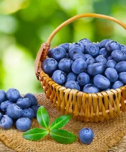 Fast Growing Trees Blueberry Bushes Toro Blueberry Bush 11 Fast Growing Trees Blueberry Bushes Toro Blueberry Bush