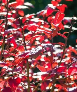 Fast Growing Trees Blueberry Bushes Toro Blueberry Bush - USDA Organic 13 Fast Growing Trees Blueberry Bushes Toro Blueberry Bush - USDA Organic
