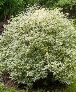 Fast Growing Trees Touch Of Elegance™ Dogwood Shrub Dogwood Trees 9 Fast Growing Trees Touch Of Elegance™ Dogwood Shrub Dogwood Trees