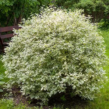 Fast Growing Trees Touch Of Elegance™ Dogwood Shrub Dogwood Trees 6 Fast Growing Trees Touch Of Elegance™ Dogwood Shrub Dogwood Trees