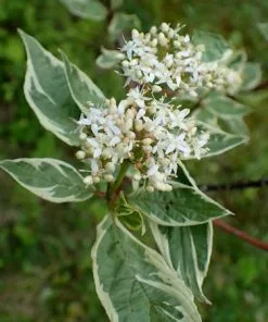 Fast Growing Trees Touch Of Elegance™ Dogwood Shrub Dogwood Trees