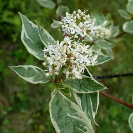Fast Growing Trees Touch Of Elegance™ Dogwood Shrub Dogwood Trees 4 Fast Growing Trees Touch Of Elegance™ Dogwood Shrub Dogwood Trees