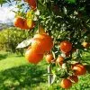 Fast Growing Trees Citrus Trees Trovita Orange Tree 1 Fast Growing Trees Citrus Trees Trovita Orange Tree