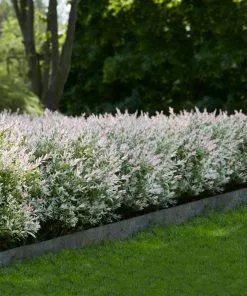 Fast Growing Trees See All Shrubs & Hedges Tri-Color Dappled Willow
